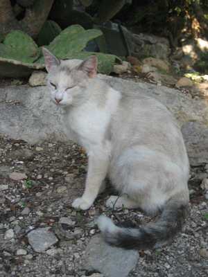Kleintierbehandlung