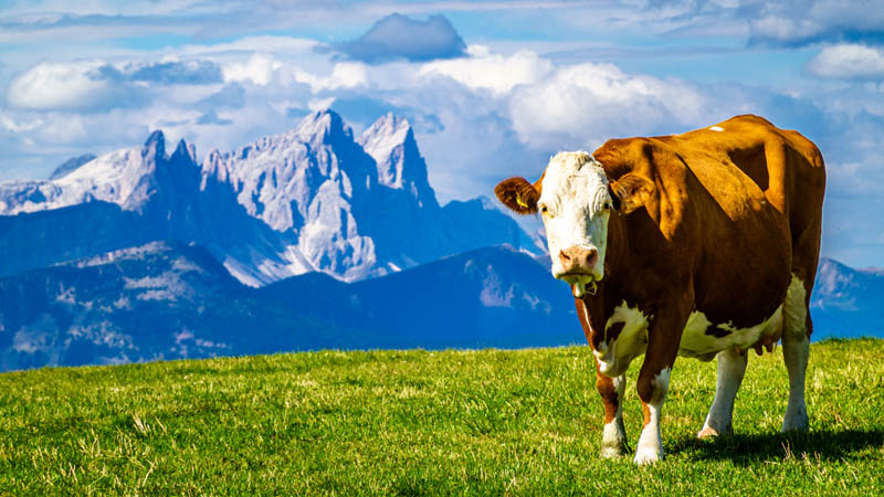 Agrovet – Fertigung