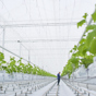 Greenhouse climate and process control