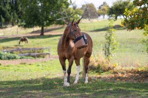 BIBO Pulmifier Equine