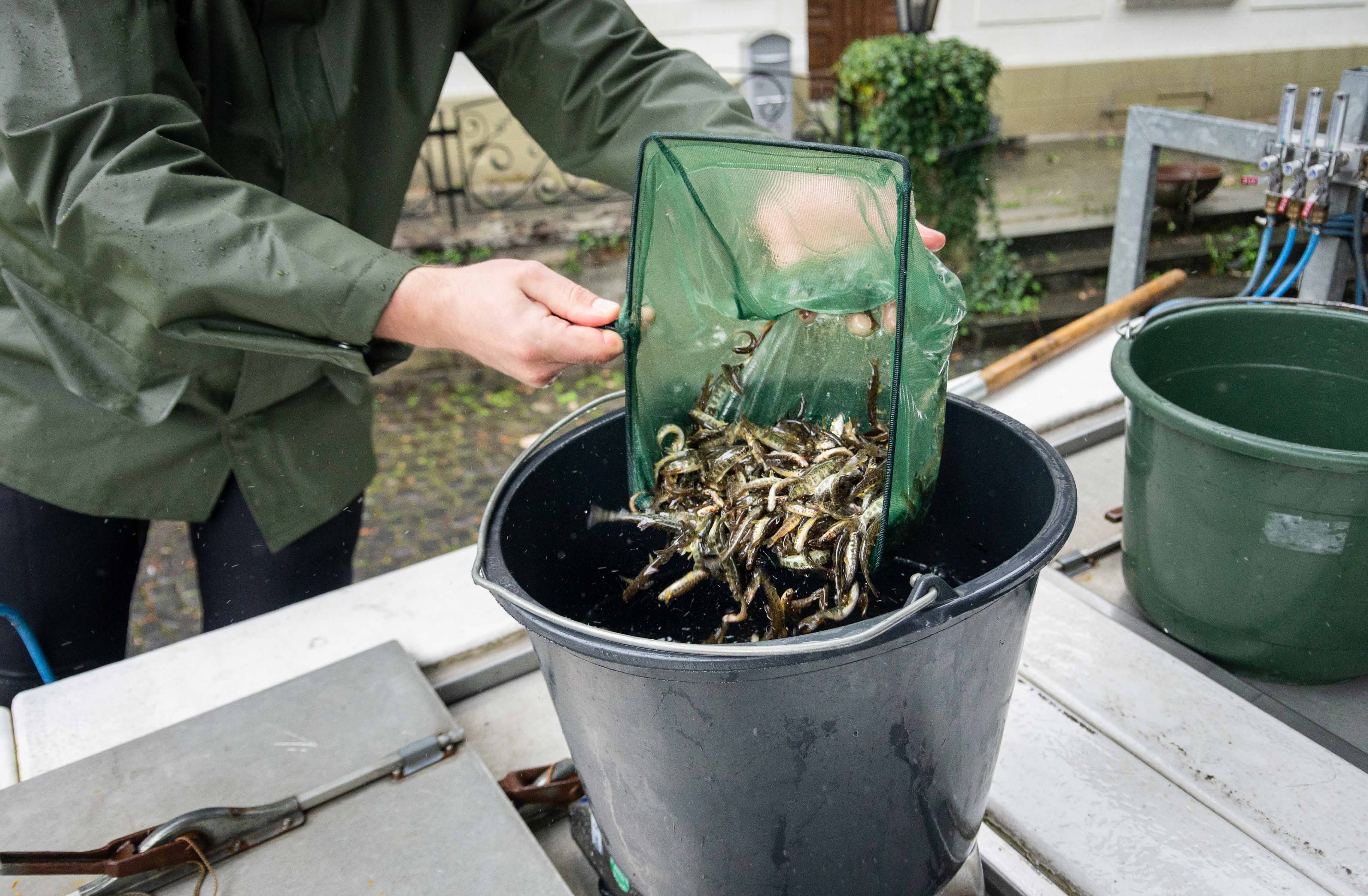 Fischmagazin – Fertigung