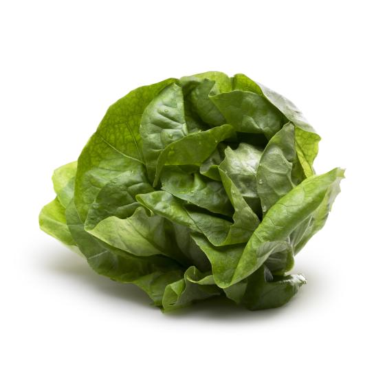 Butterkopfsalat
