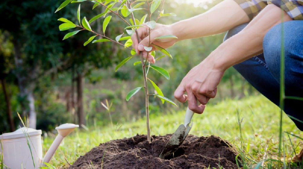 Baumpflanzung – Tree Plant Certificate
