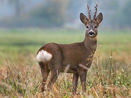 Wildfutter (Mineralstoff)
