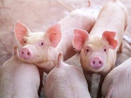 Schweinefutter