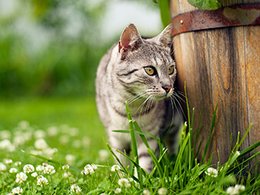 Heimtierfutter