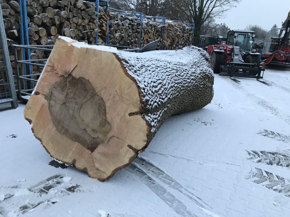 Eschenstamm für das Sägewerk