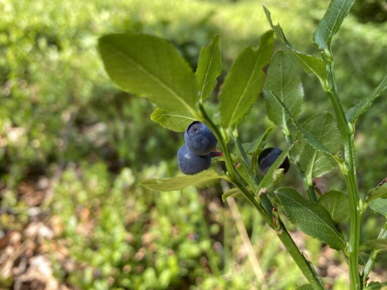 Reife Heidelbeeren (Vaccinium myrtillus L.)