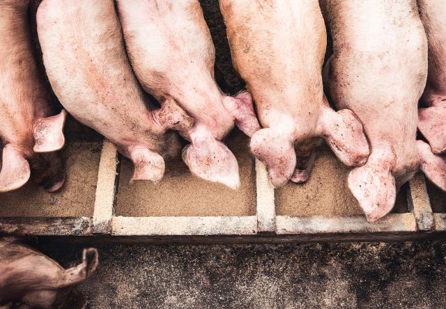 Mischfuttermittel Schwein