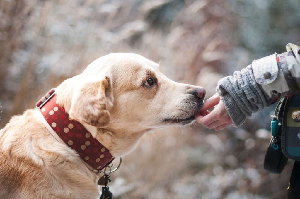Animal hope – Fertigung