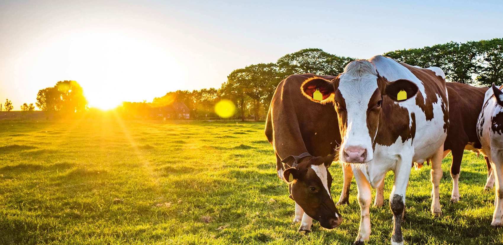 Herstellung und Handel von Molkereiprodukten