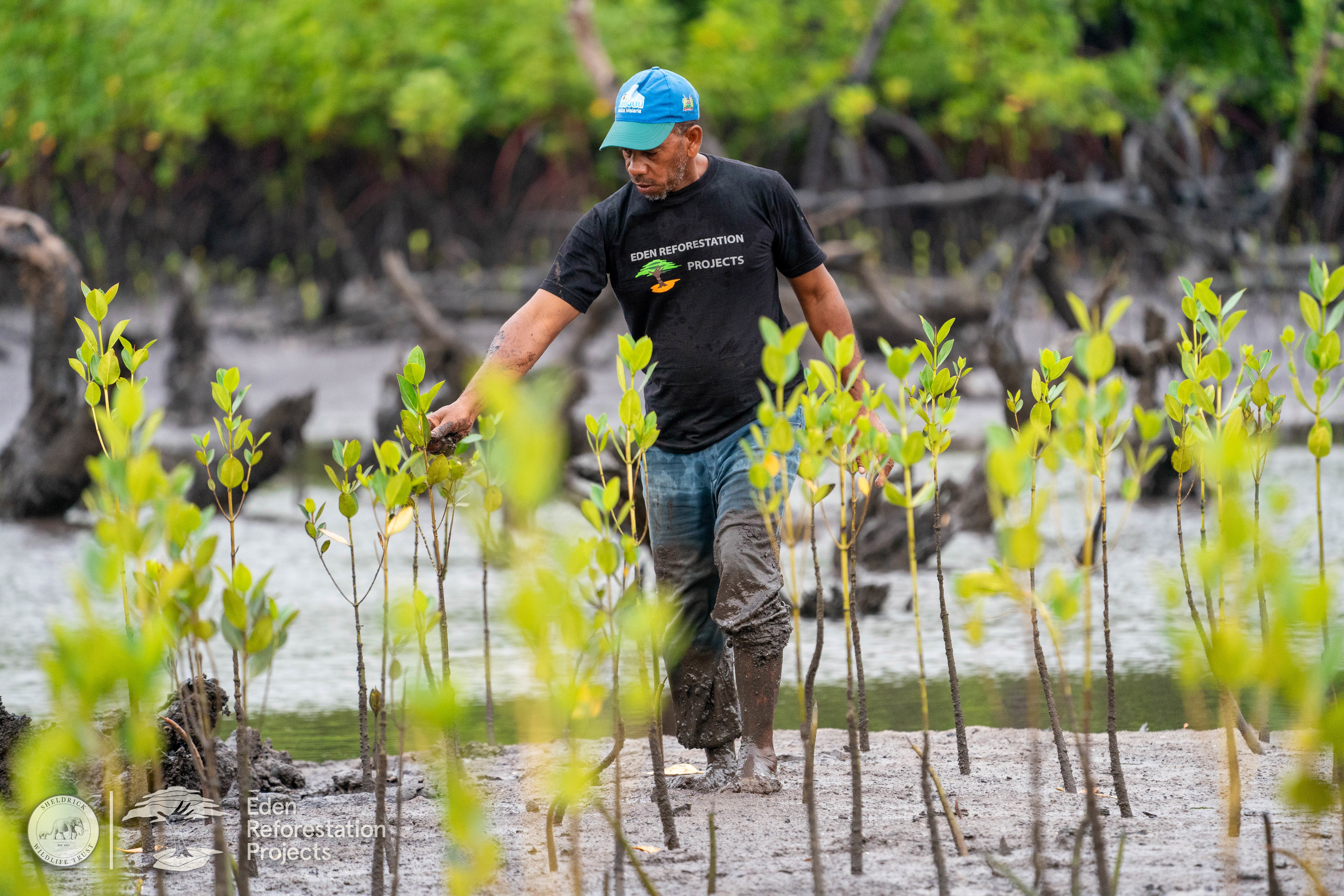 Corporate Partnership with Eden Reforestation Projects