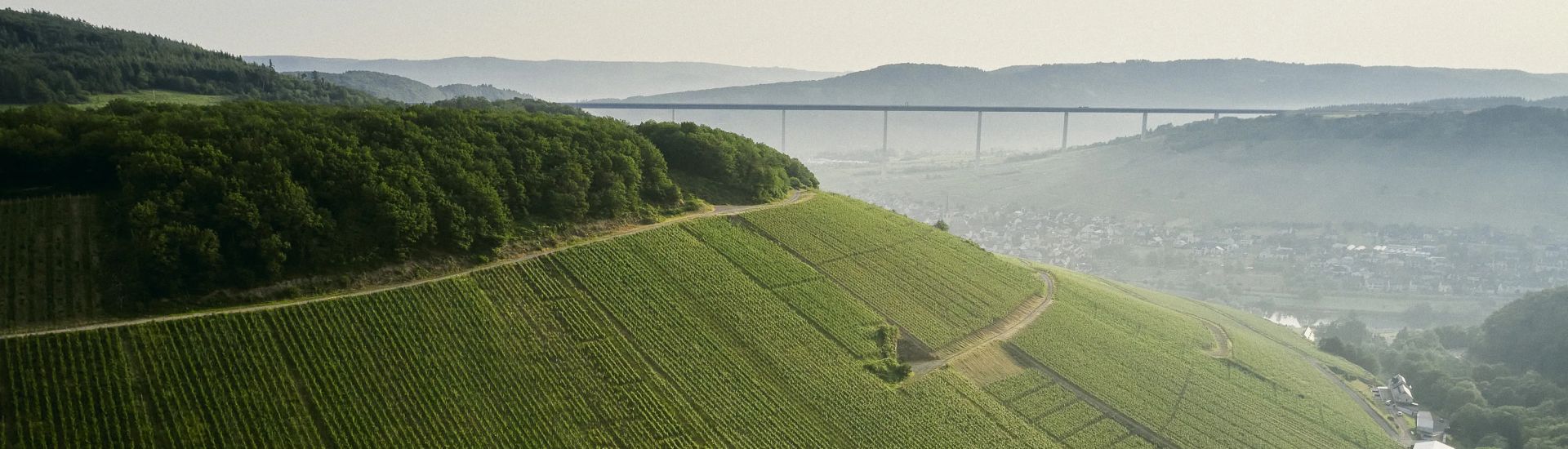Steiler Weinberg an der Mosel
