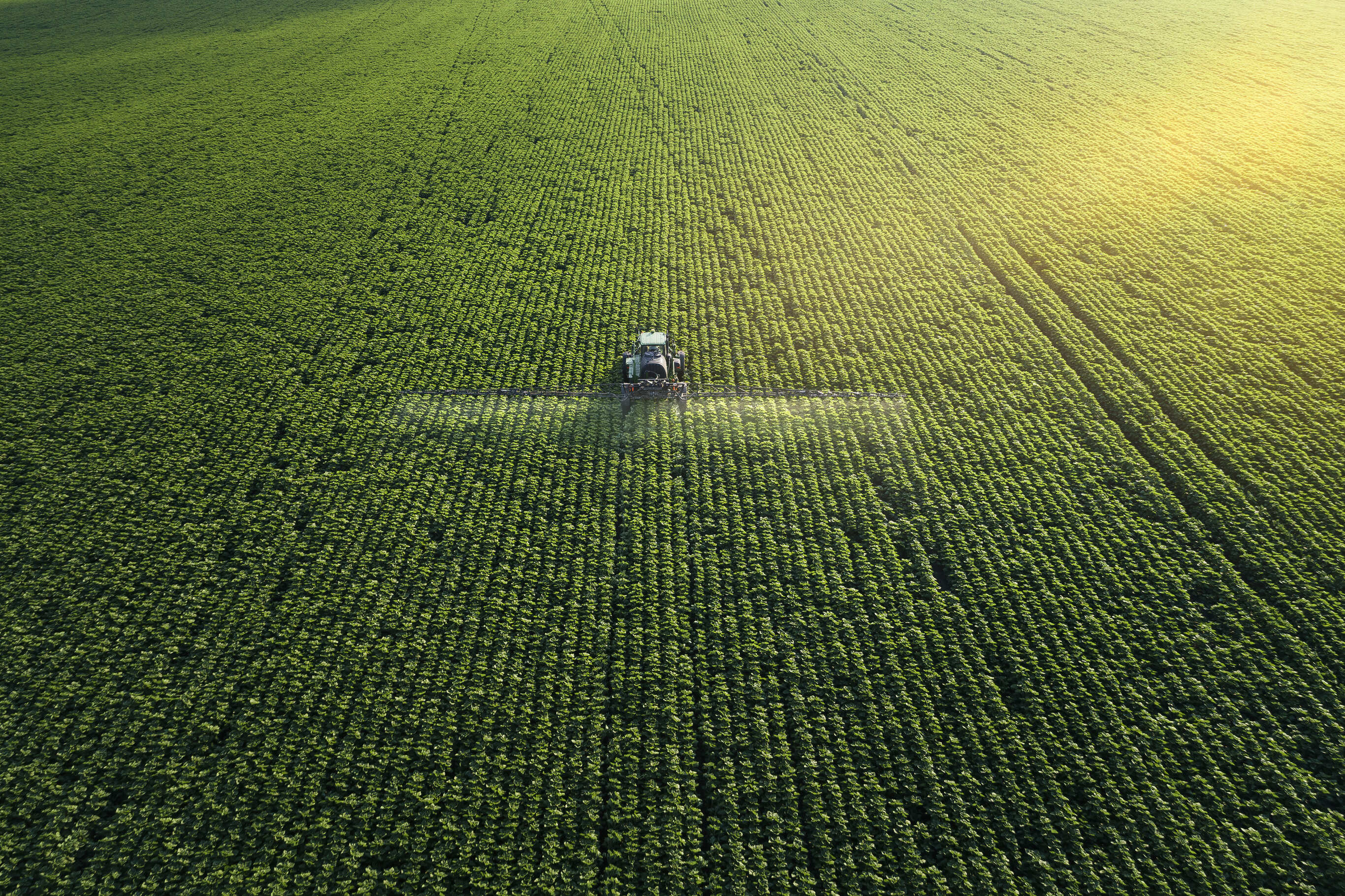 Blattdüngung (Foliar Application)