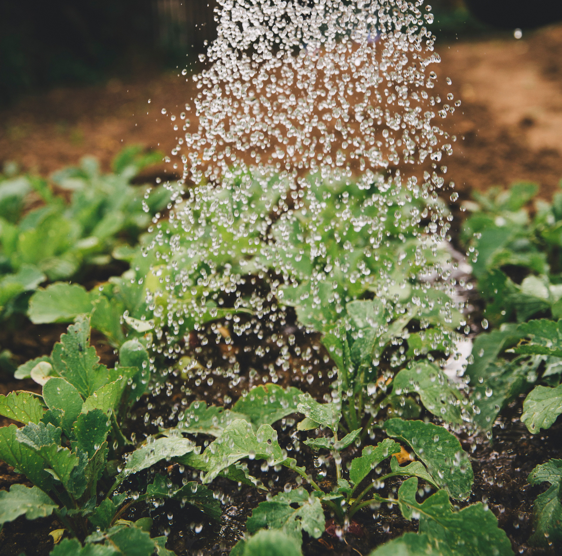 Bodenapplikation (Soil Application)