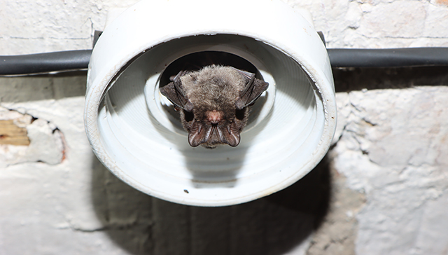 Mopsfledermaus im Winterquartier