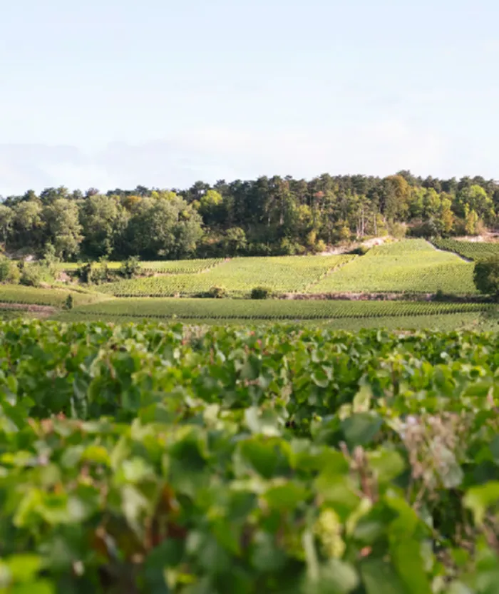 Champagner Pommery