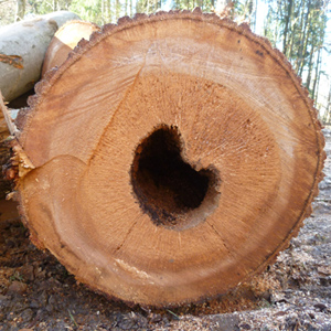 Holzdetail