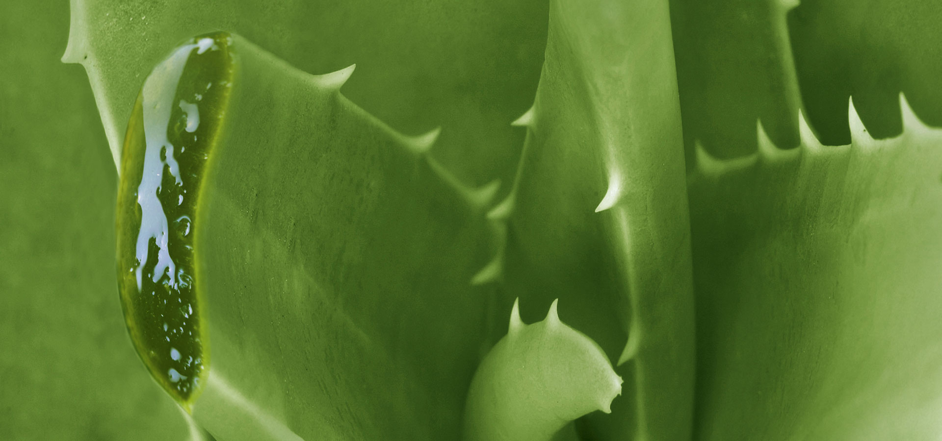 Pflanzliche Biomaterialien für die Blutstillung