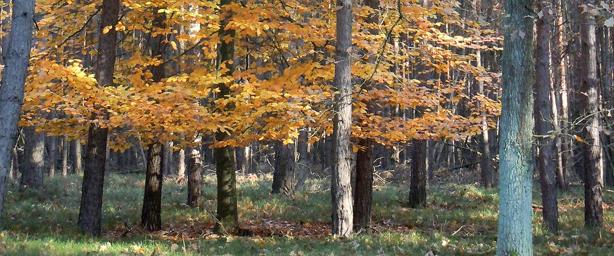 Kaminholz