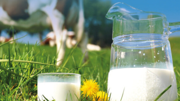 Milchpulver und Pulverprodukte