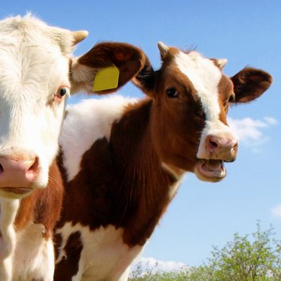 Animal Feed