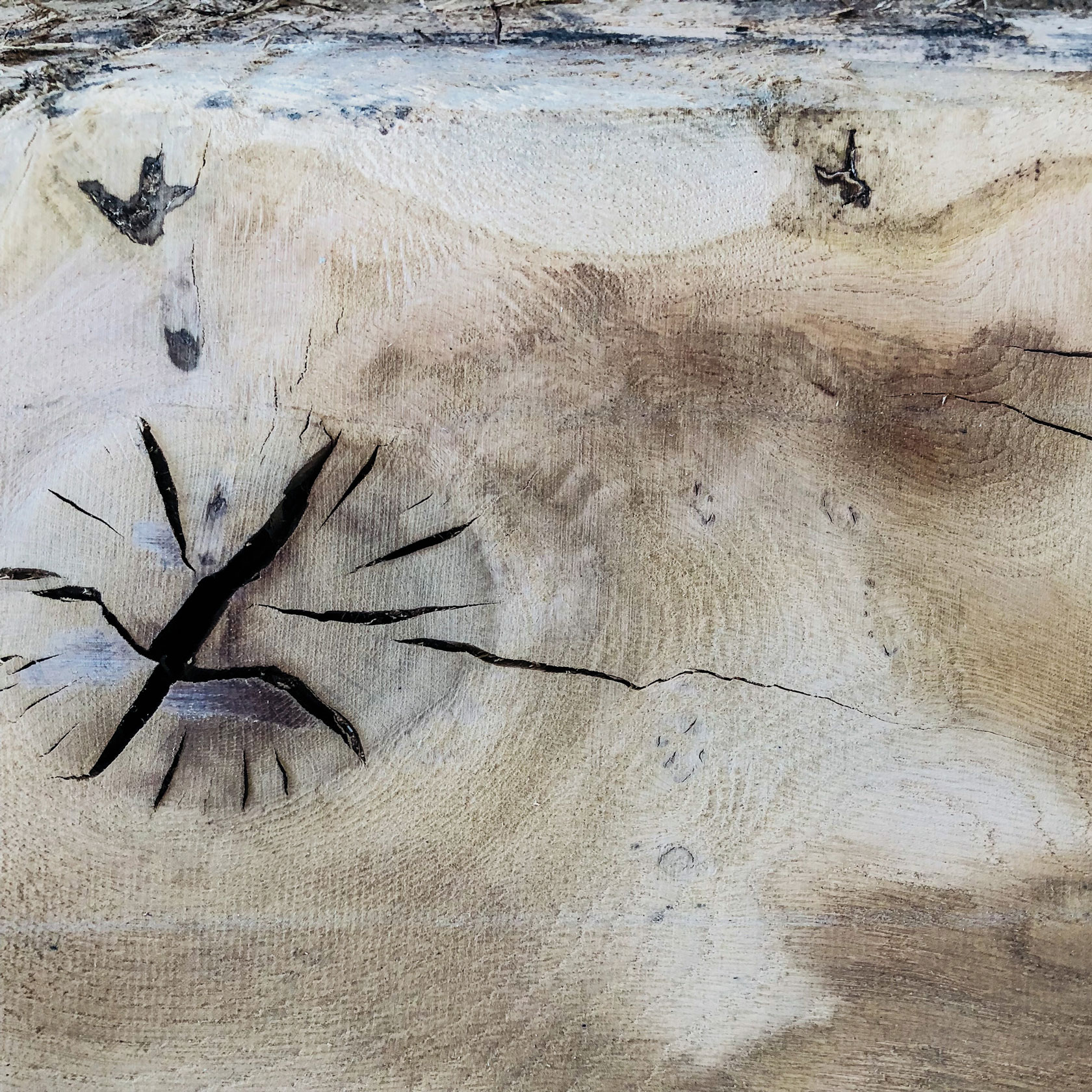 Oak log