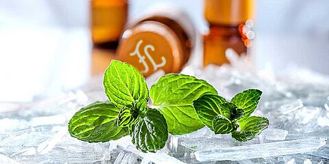 Menthol und Mintöle