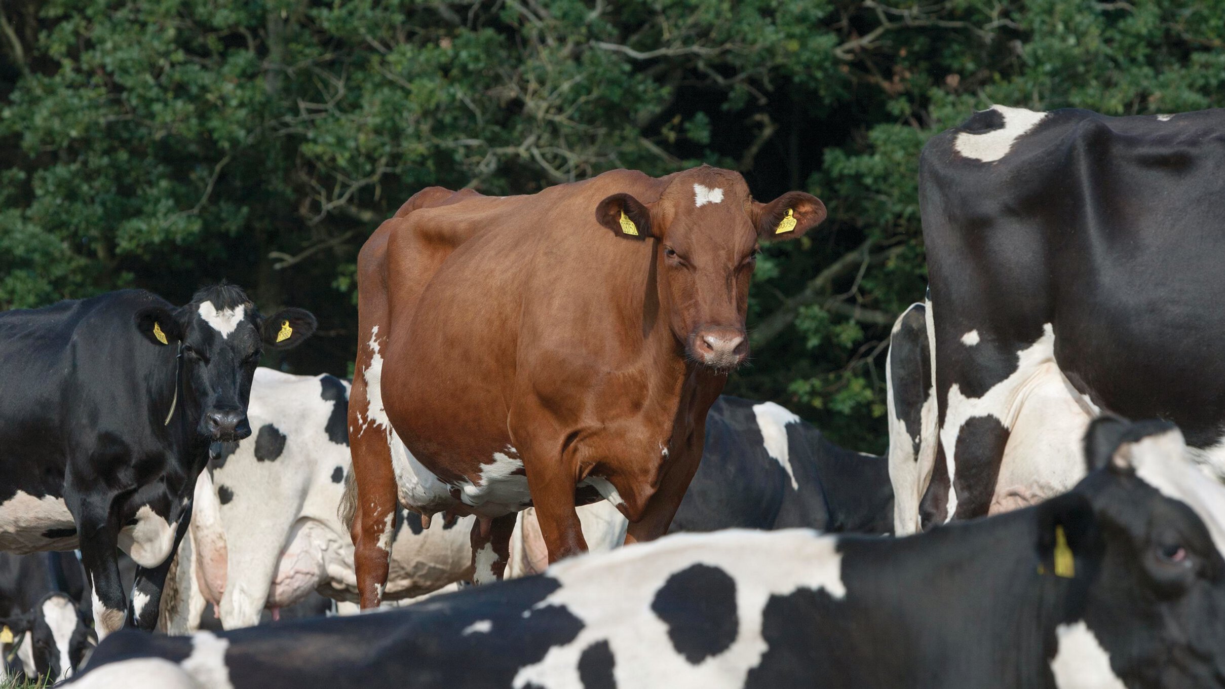 Bullenställe am Standort Assentoft