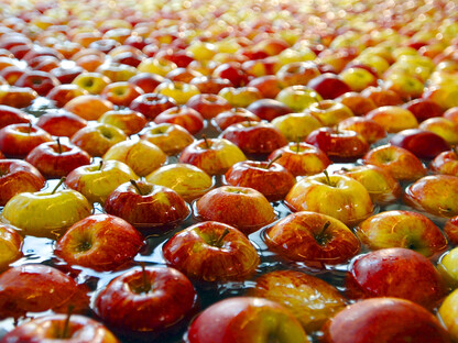 Äpfel aus dem Alten Land