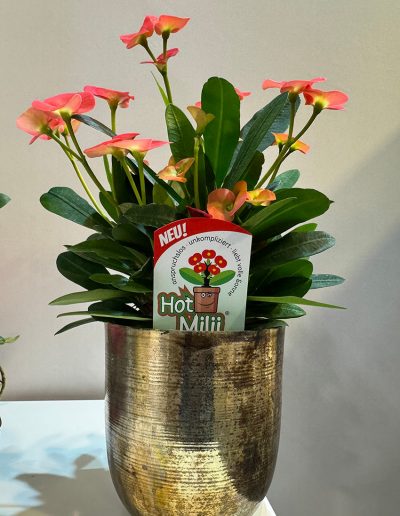 IPM Essen 2025 – Messeimpressionen HotMilii und Echeverien