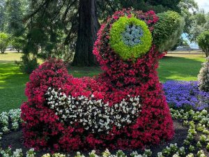 Hot Milii und Begonie Shine Bright auf der Insel Mainau