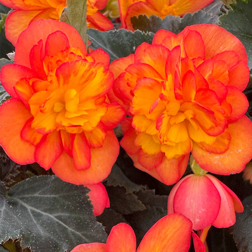 Beaugonia Orange Fire