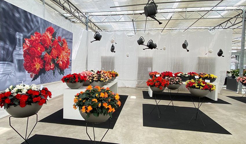 Flowertrails bei Westhoff