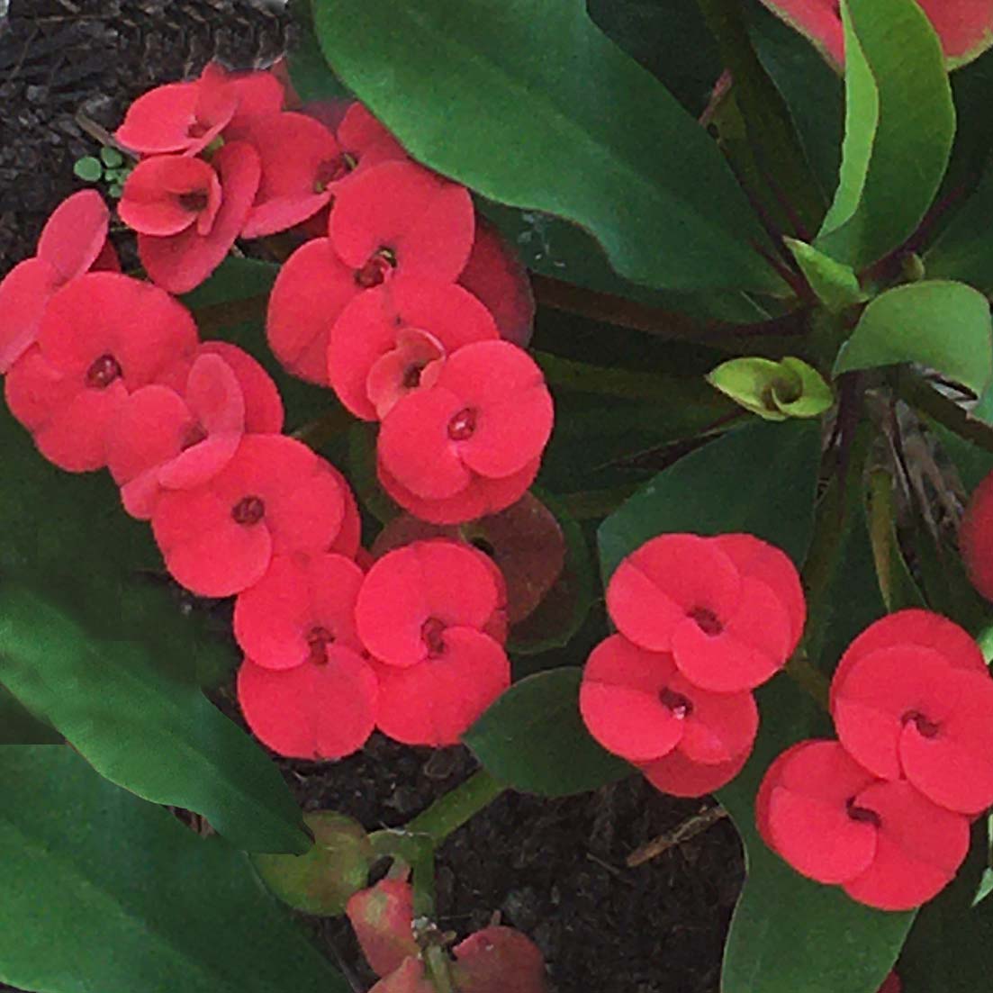 Euphorbia Hot Milii