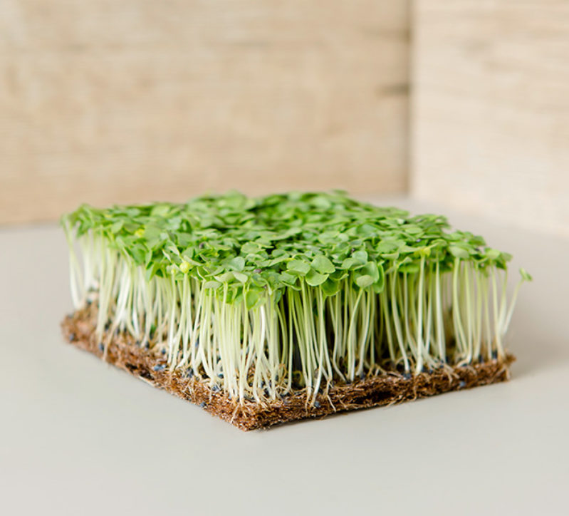 Microgreens Basilikum