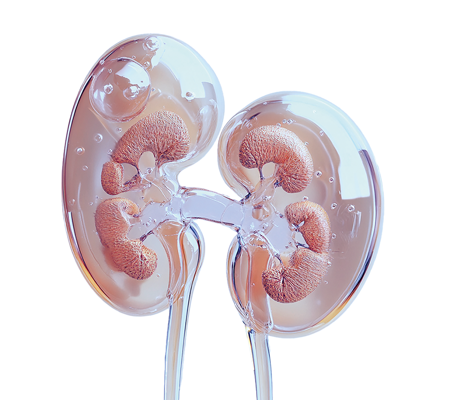Anwendungsbereich Urologie