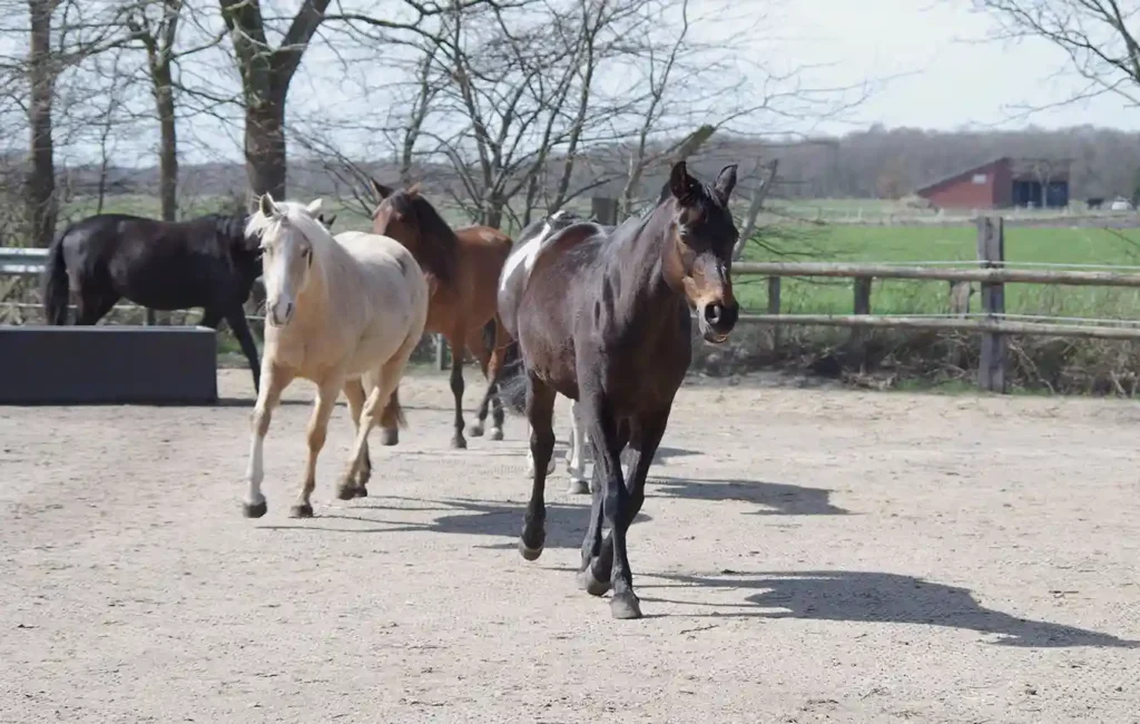 Pferde auf befestigtem Laufbereich