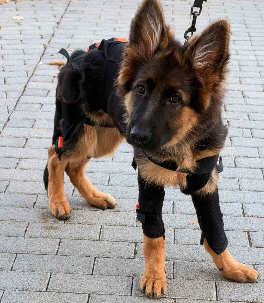 LupoGait System mit LupoMove® Holder (12 Sensoren, Puppy Add-on)