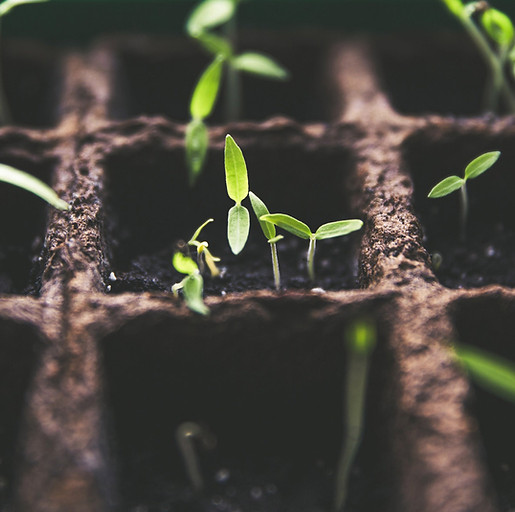 Young plants – starting point of the nutrition concept
