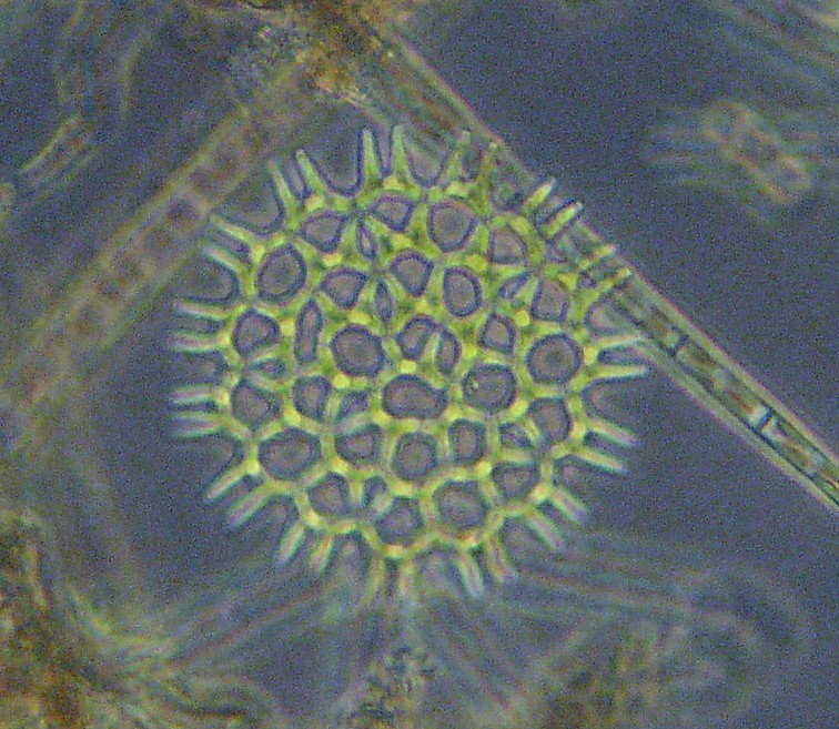 Phytoplankton-Bestimmung (Pediastrum gracillimum)
