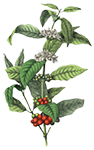 Kibata 100% Robusta