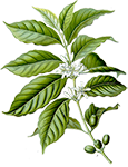 Kibata 100% Arabica