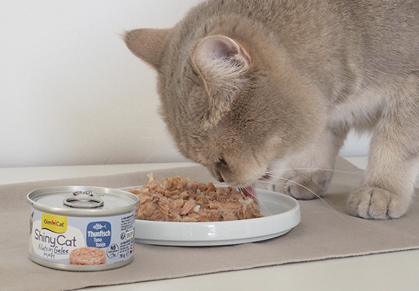 GimCat ShinyCat