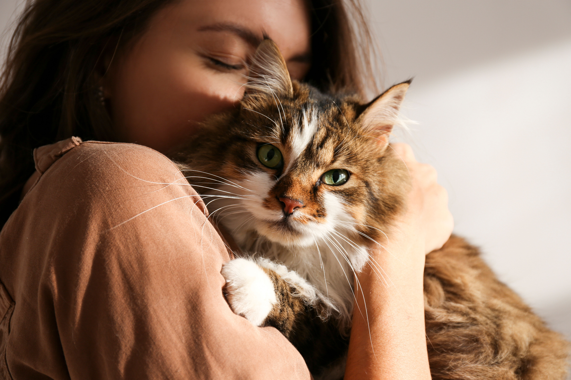 Gimborn – The Cat Care Company