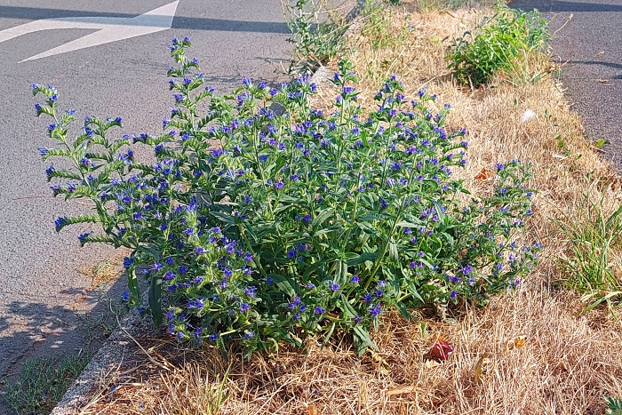 Common viper's bugloss