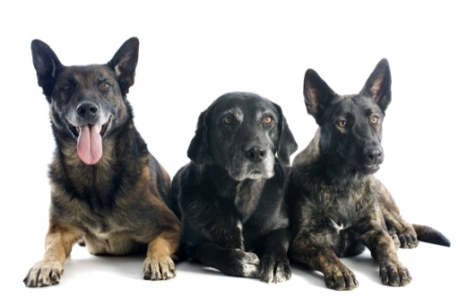 Hundehalter-Haftpflicht