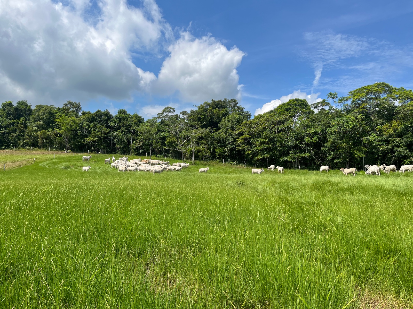 Weide am Waldrand