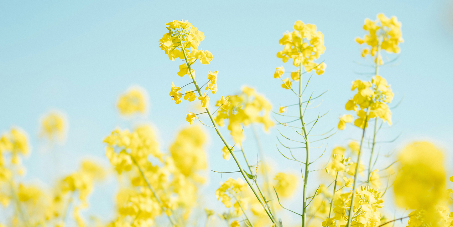 Rapsblüten – nachwachsender Rohstoff