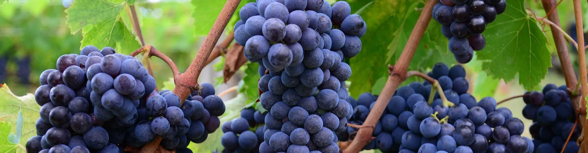 Weinbau – Aminocore-Einsatzbereich